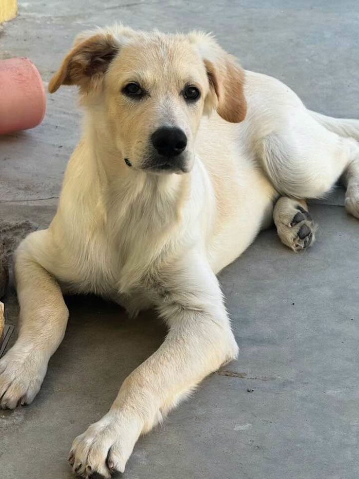 Kuma il simil golden - media 4