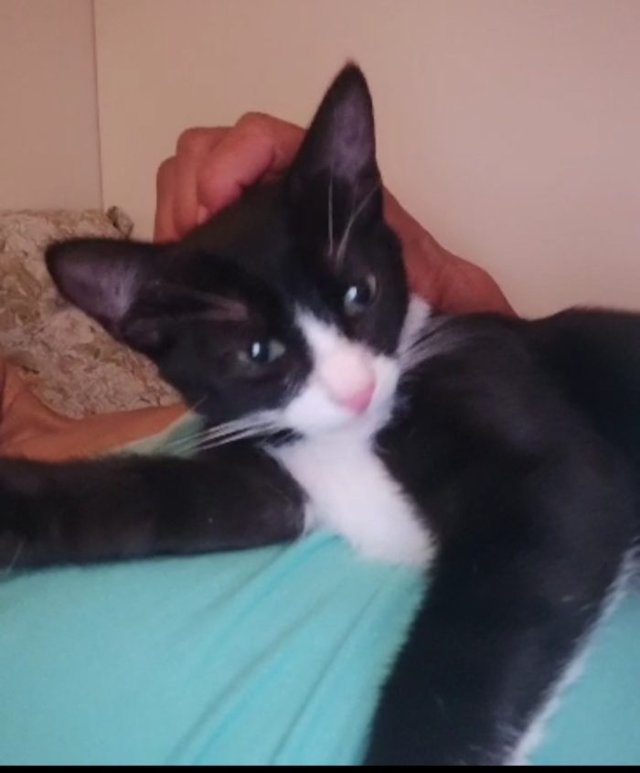 Kitty quasi 5mesi le manca un piedino ADOZIONE SALTATA.SOS MILANO