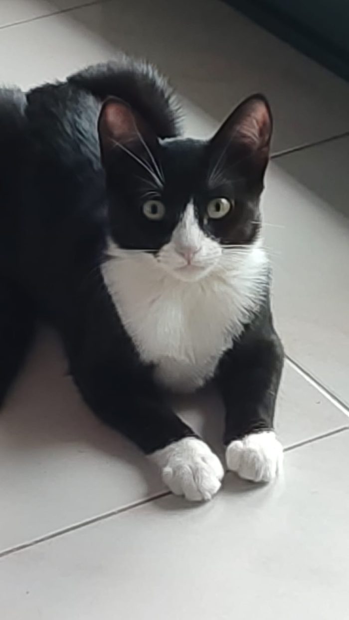 Kitty quasi 5mesi le manca un piedino ADOZIONE SALTATA.SOS MILANO