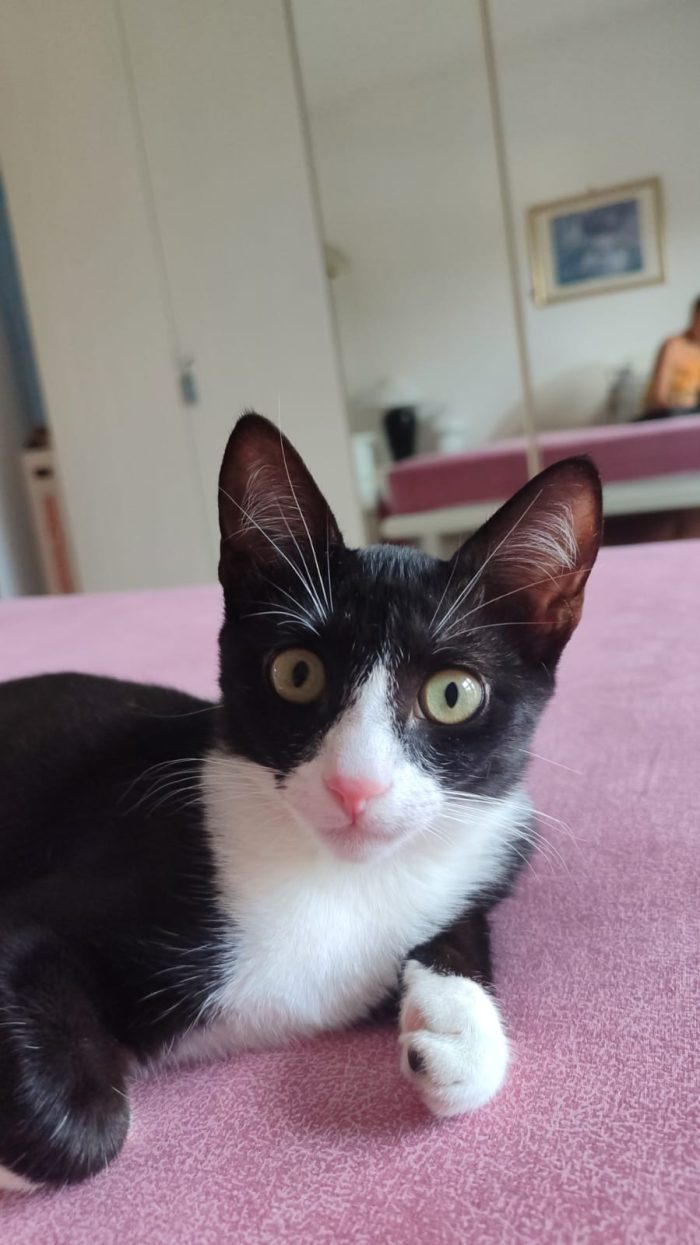 Kitty quasi 5mesi le manca un piedino ADOZIONE SALTATA.SOS MILANO