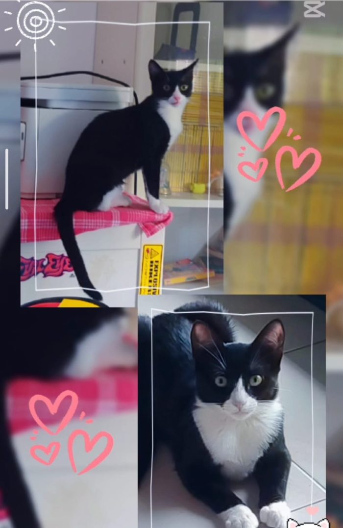 Kitty quasi 5mesi le manca un piedino ADOZIONE SALTATA.SOS MILANO - media 4