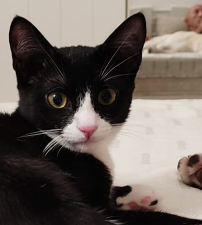 Kitty quasi 5mesi le manca un piedino ADOZIONE SALTATA.SOS MILANO - media 5
