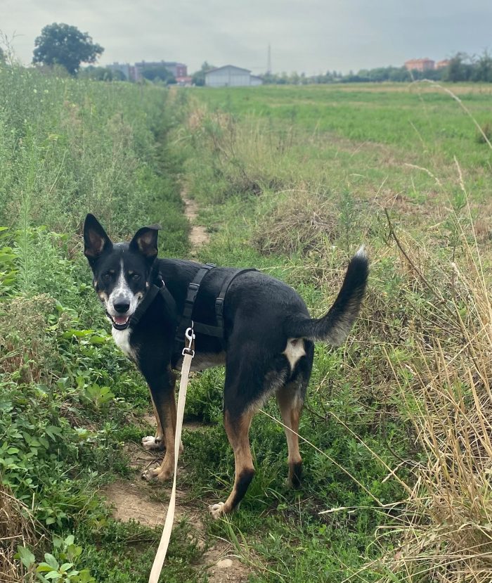 Splendido Rocky