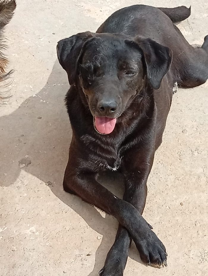 Lucy, una simil labrador in cerca di adozione