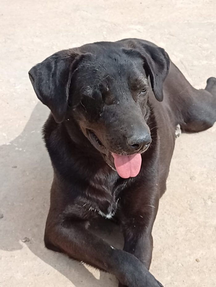 Lucy, una simil labrador in cerca di adozione