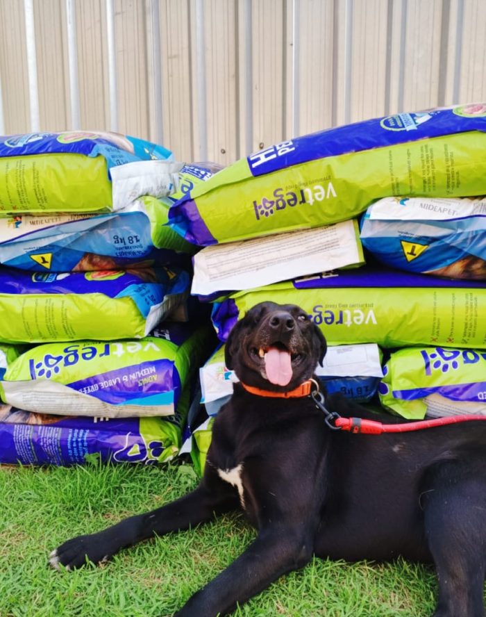 Lucy, una simil labrador in cerca di adozione - media 5