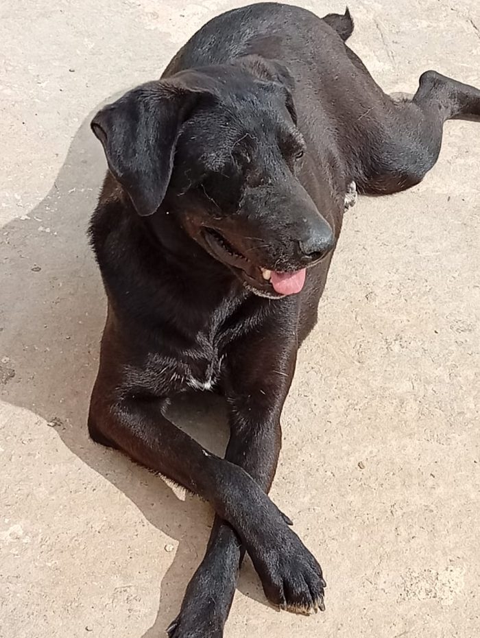 Lucy, una simil labrador in cerca di adozione - media 4