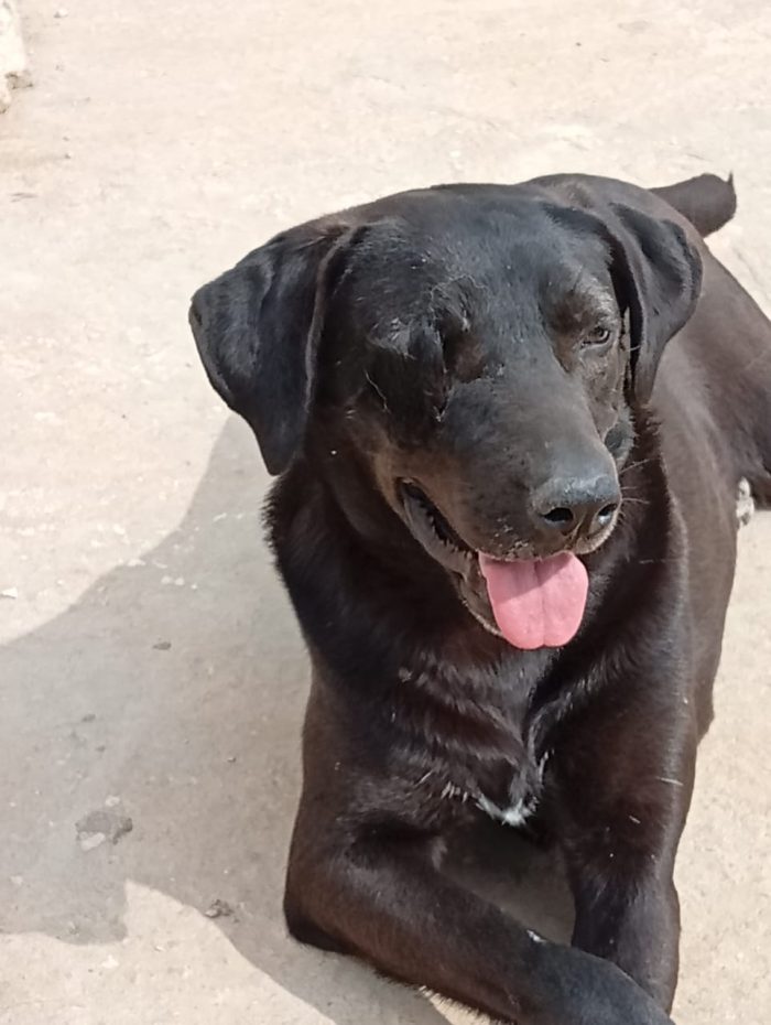 Lucy, una simil labrador in cerca di adozione