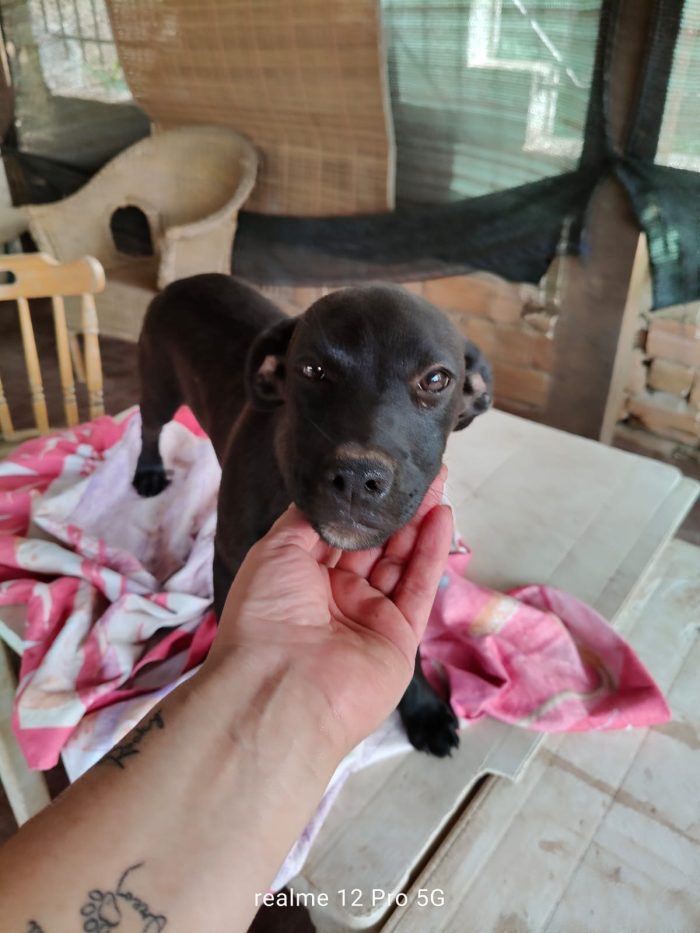 Doris splendida dolce cucciola cerca casa