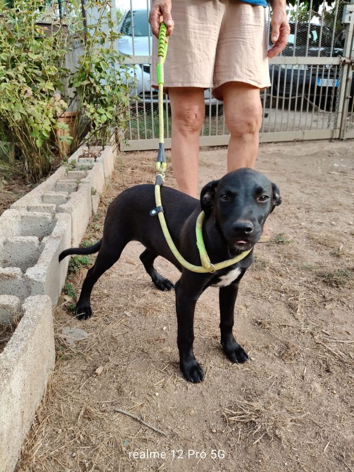 Doris splendida dolce cucciola cerca casa