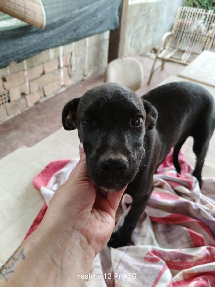 Doris splendida dolce cucciola cerca casa