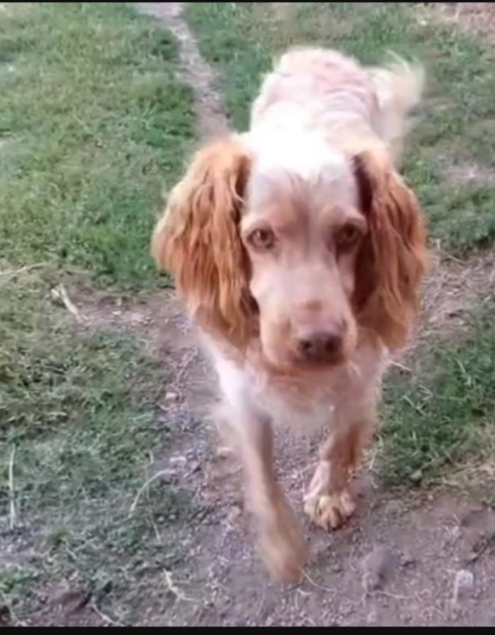 Breton 8/9anni ENTRATO IN CANILE NEL 2020..INVECCHIA IN BOX.VITERBO