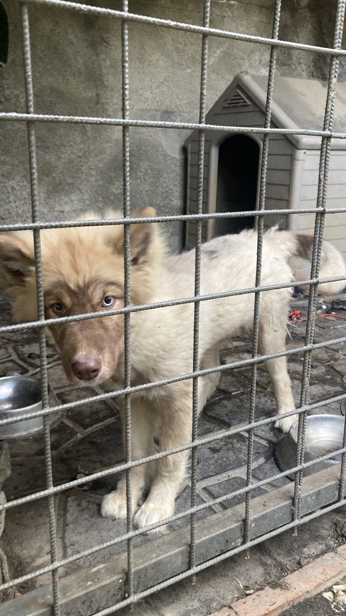 Theo, giocherellone in cerca di famiglia