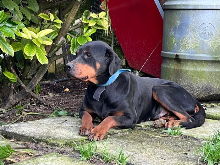 Nina la simil doberman