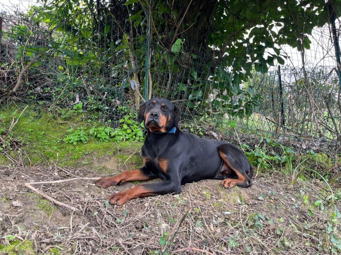Nina la simil doberman