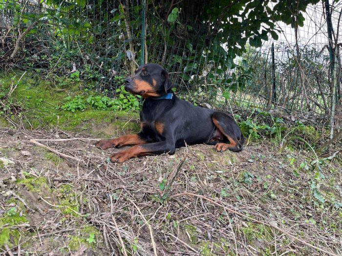 Nina la simil doberman