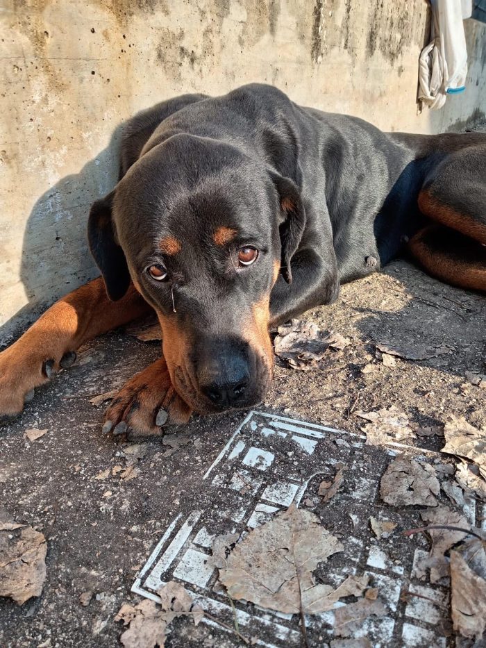Nina la simil doberman - media 7
