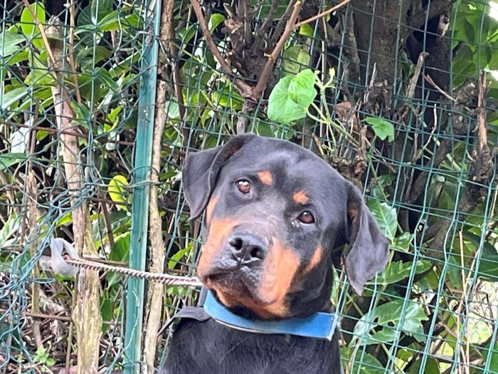 Nina la simil doberman - media 4