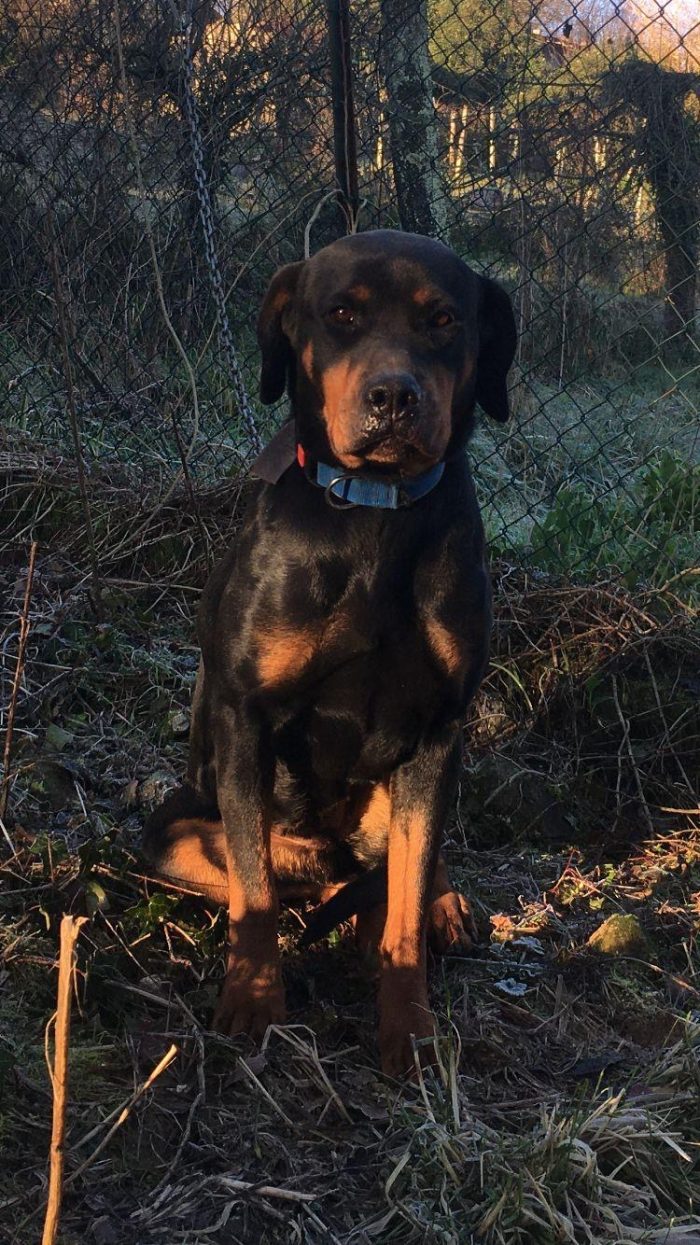 Nina la simil doberman - media 6