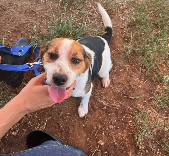 Poldo il baby beagle