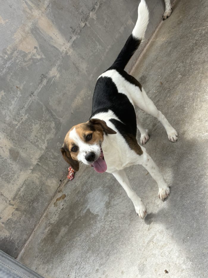 Poldo il baby beagle