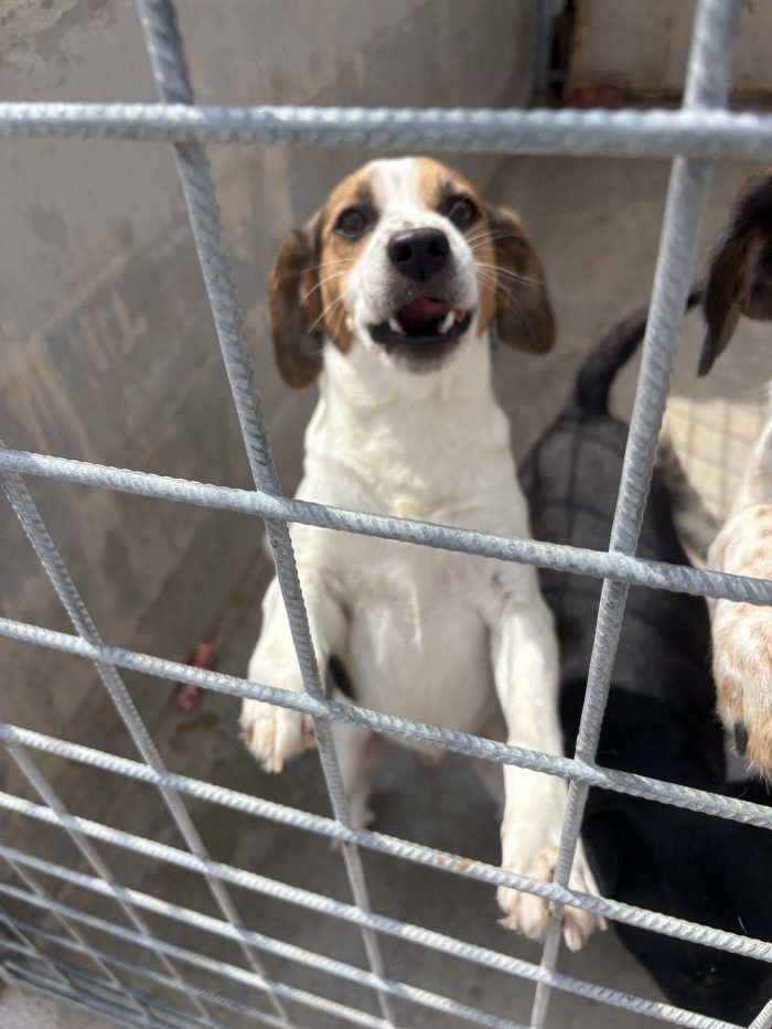 Poldo il baby beagle