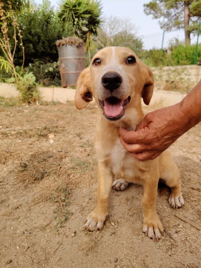 Juanita splendida dolce cucciola cerca casa