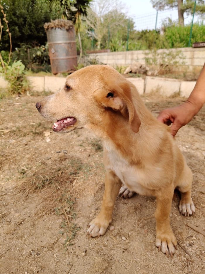Juanita splendida dolce cucciola cerca casa