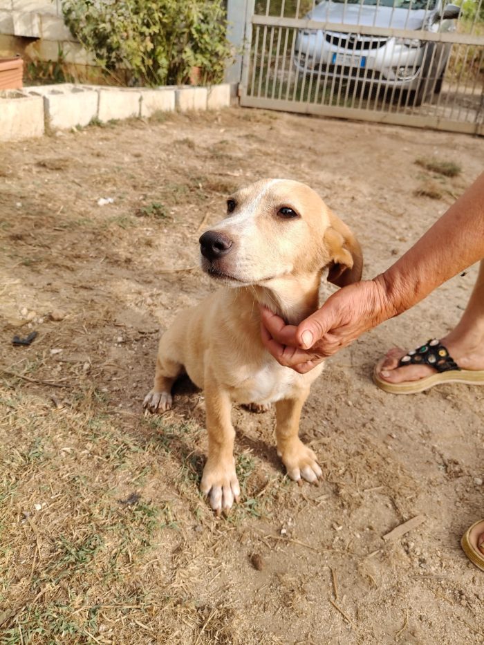 Juanita splendida dolce cucciola cerca casa