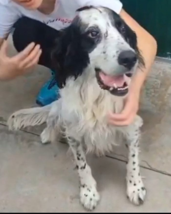 Tyler Setter 11anni ipovedente salito 18mesi fa in pensione BRESCIA - media 4