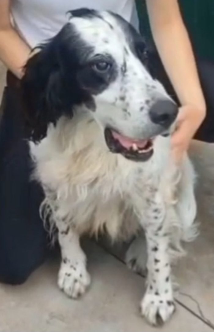 Tyler Setter 11anni ipovedente salito 18mesi fa in pensione BRESCIA