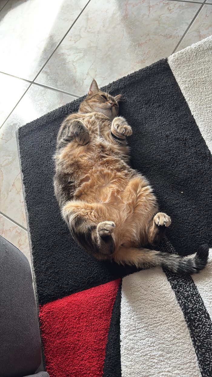 Luna cerca famiglia