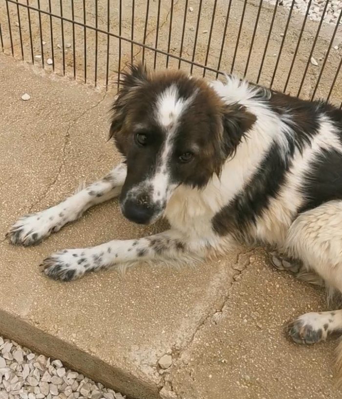 Ennio 4anni il suo eterno amico adottato..lui tristissimo in canile BARI
