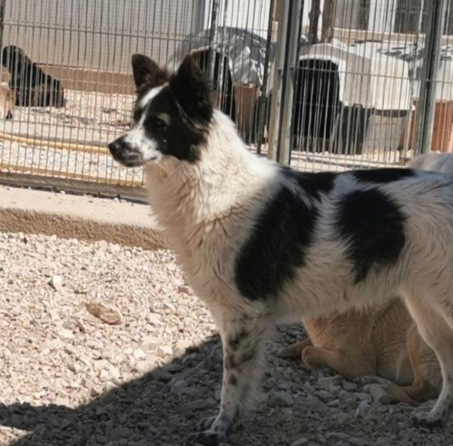 Ennio 4anni il suo eterno amico adottato..lui tristissimo in canile BARI