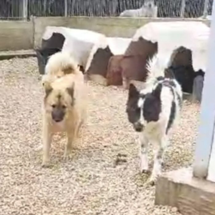 Ennio 4anni il suo eterno amico adottato..lui tristissimo in canile BARI