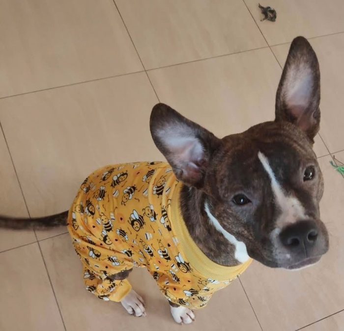 Nala, dolcissima amstaff