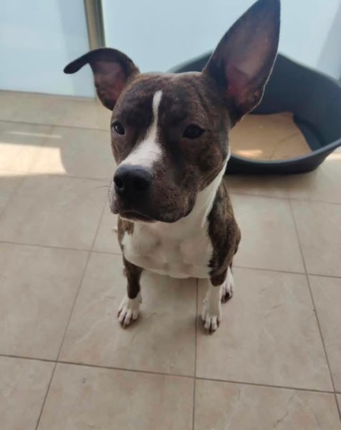 Nala, dolcissima amstaff
