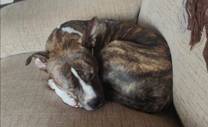 Nala, dolcissima amstaff