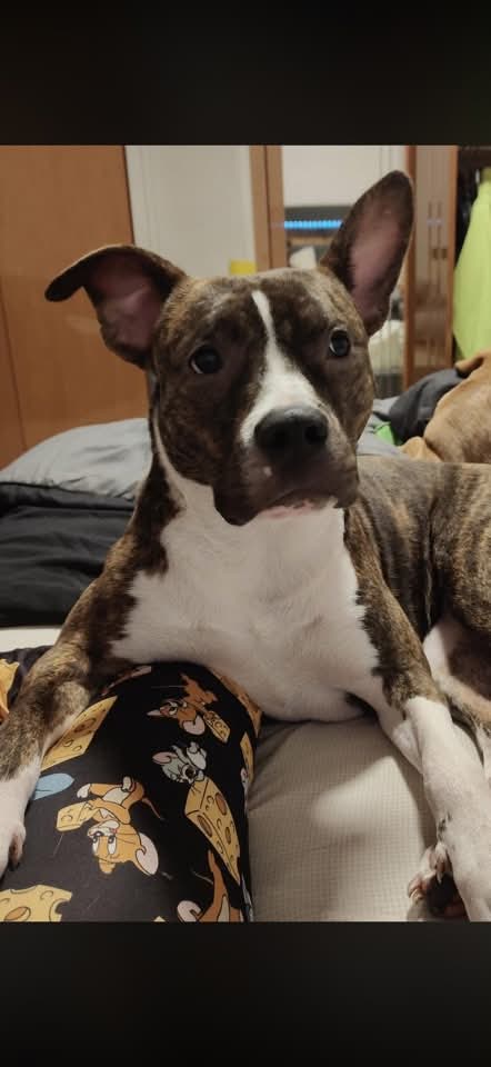 Nala, dolcissima amstaff - media 4