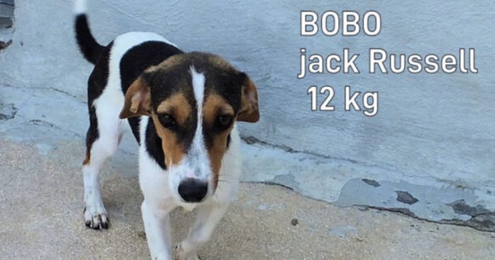 bobo il jack russel fake