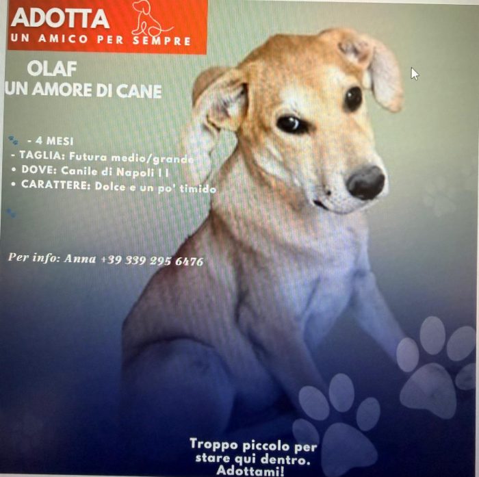 OLAF  il giocherellone