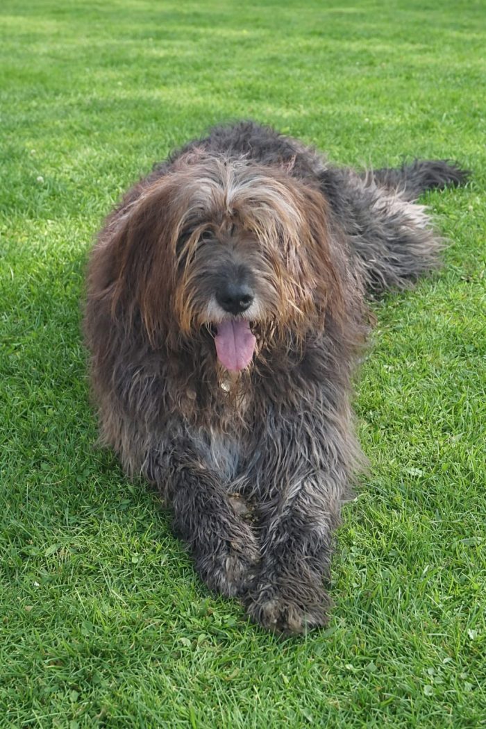 Gastone simil Pastore Fonnese 3anni,bellissimo,mollato dai padroni, finito in canile!