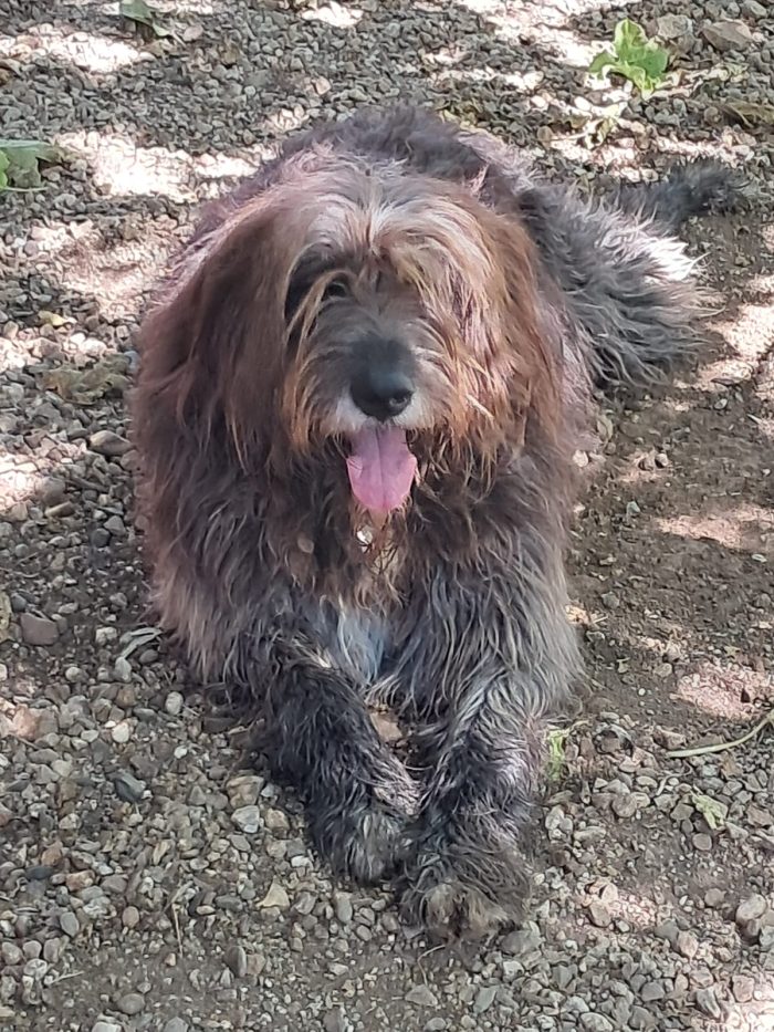 Gastone simil Pastore Fonnese 3anni,bellissimo,mollato dai padroni, finito in canile!