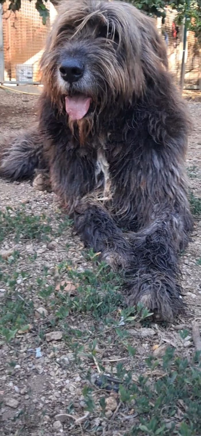 Gastone simil Pastore Fonnese 3anni,bellissimo,mollato dai padroni, finito in canile!