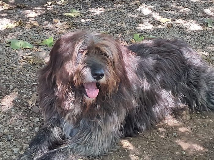 Gastone simil Pastore Fonnese 3anni,bellissimo,mollato dai padroni, finito in canile! - media 4