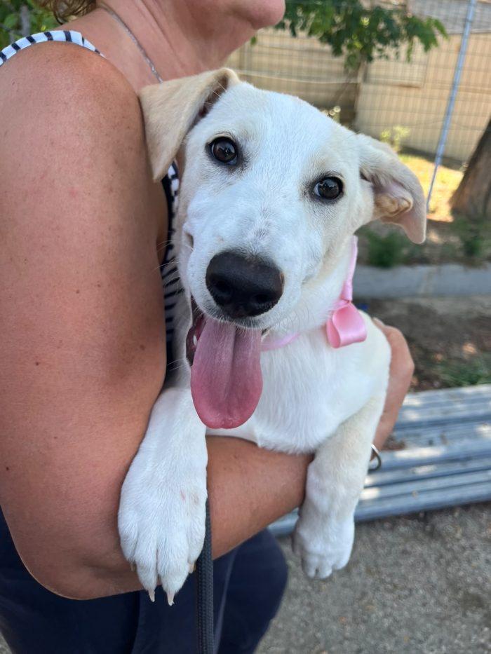 Perla la principessa