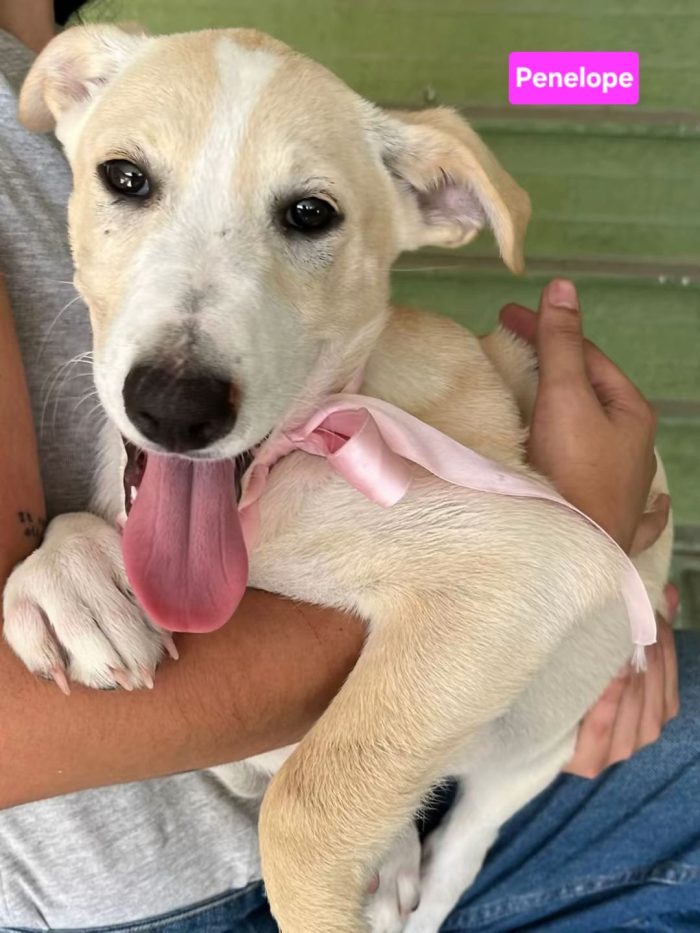 Penelope  la"polpettina"