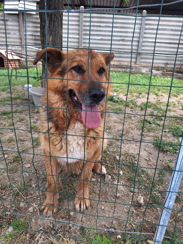 Ringo il cane che aspetta