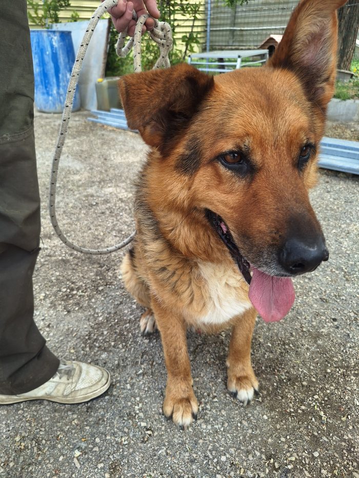 Ringo il cane che aspetta