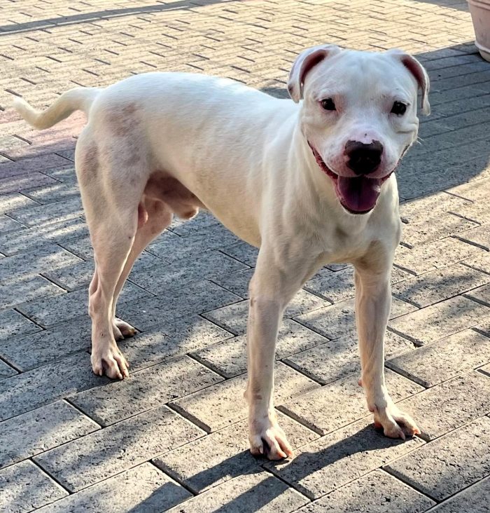 MALIBU' PIT CERCA FAMIGLIA